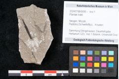Foto (Objekt + Etikett) von Plantae indet.  (NHMW-GEO-2024-0188-6695)